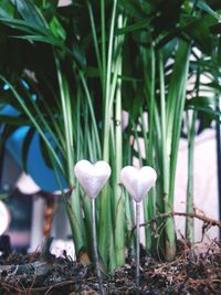 Close-up of white flowering plants on land