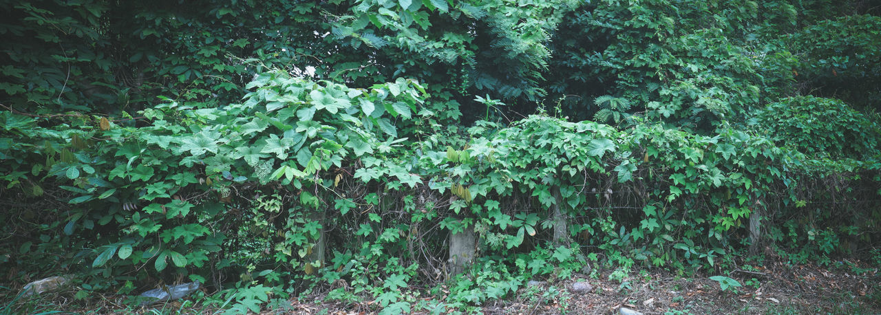 HIGH ANGLE VIEW OF PLANTS GROWING ON LAND