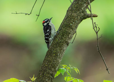 Downy woodpecker