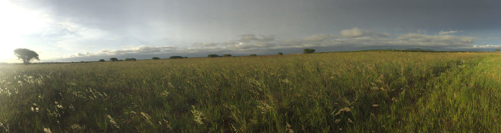 Scenic view of agricultural field against sky