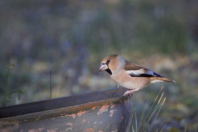 Close-up of bird perching on wood