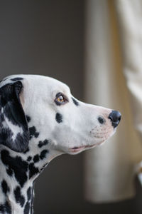 Close-up of dalmatian dog