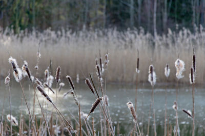 Reed at frozen lake