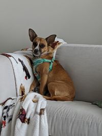 Portrait of dog sitting on sofa at home