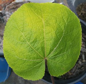 High angle view of green leaf