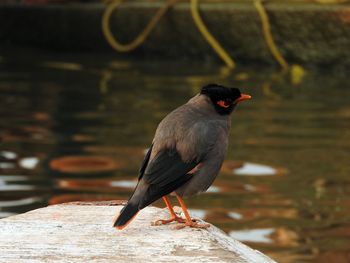 Close-up of bird perching on wood