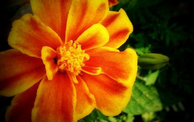 Close-up of orange flower blooming outdoors