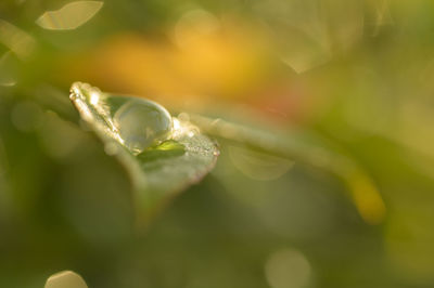 Close-up of wet plant leaves