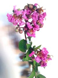 Close-up of pink bougainvillea flowers on tree