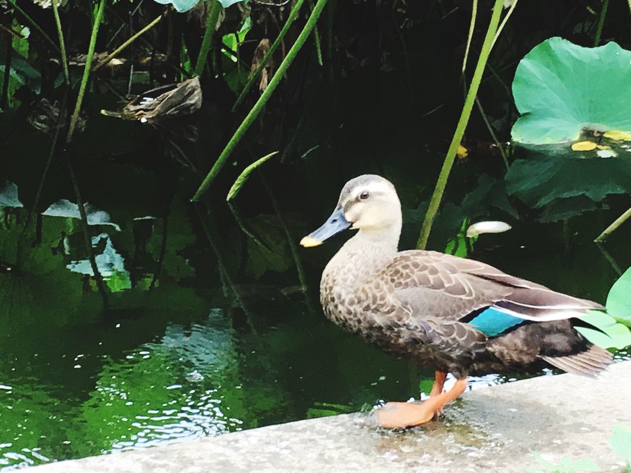 BIRD PERCHING ON LEAF