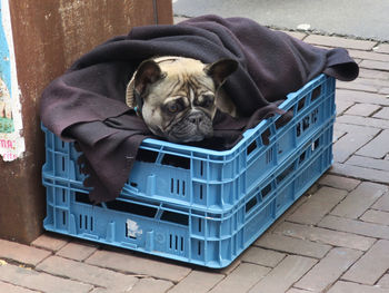 Portrait of dog relaxing in basket