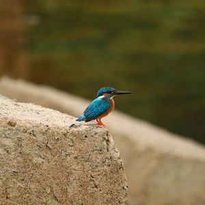 Close-up of bird perching on rock