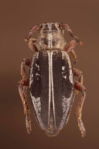Close-up of butterfly over black background