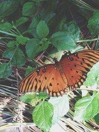 Close-up of butterfly perching on leaf