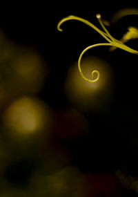 Close-up view of moon at night