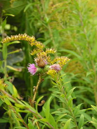 Close-up of honey bee on plant