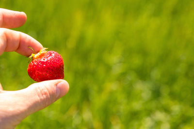 Cropped image of hand holding strawberry