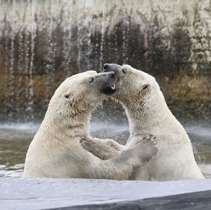 Side view of animal against the water