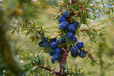 Close-up of fruits growing on tree