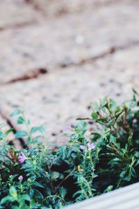 Close-up of plants