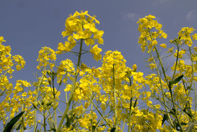 Low angle view of flowers growing on tree