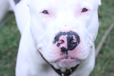 Close-up portrait of dog