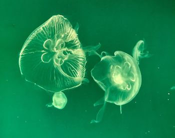 Close-up of jellyfish in sea