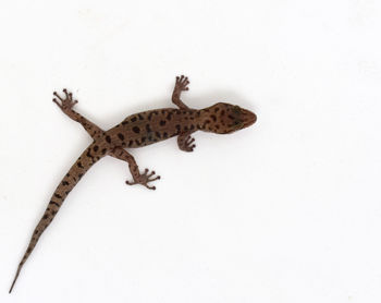 High angle view of lizard on white background