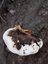 High angle view of dessert