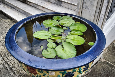 High angle view of leaves floating on water