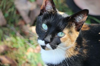 Close-up portrait of calico cat