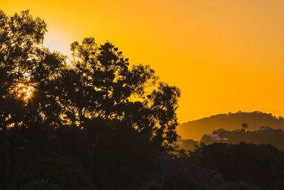 Silhouette trees in forest against sky at sunset