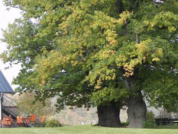 Trees in park