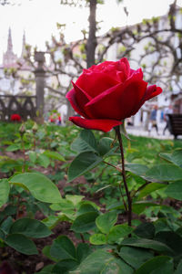 Close-up of red rose blooming outdoors