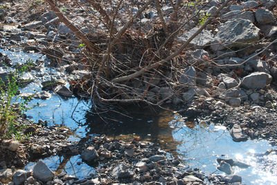 Tree branches over water