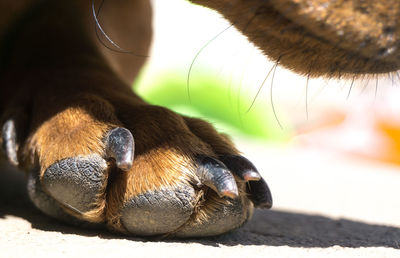 Cropped image of dog paw