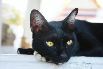 Close-up of black cat