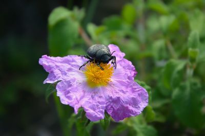 Close-up of honey bee pollinating on purple flower