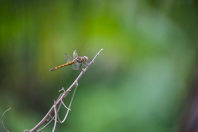 Close-up of insect on plant