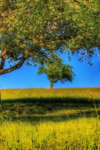 Scenic view of tree on field