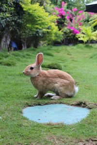 Close up portrait of ginger rabbit sitting in grass 