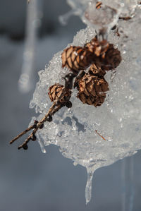 Close-up of frozen plant during winter