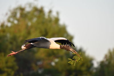 Close-up of bird against blurred background