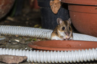 Apodemus sylvaticus, small wild mouse.