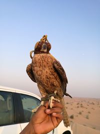 Close-up of hand holding bird perching against clear sky