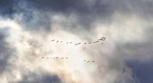 Flying birds against storm clouds