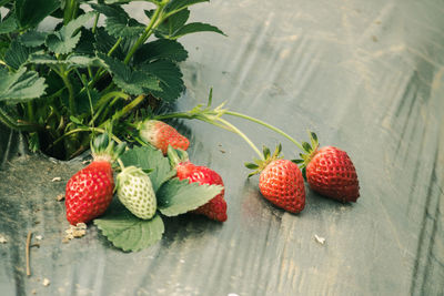 High angle view of strawberries on table