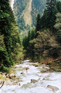 Scenic view of river amidst trees in forest