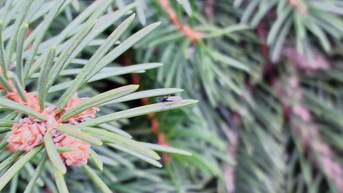 Close-up of plant