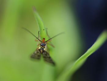 Close-up of insect on plant